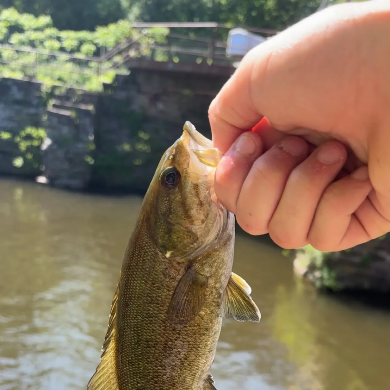 angler catch