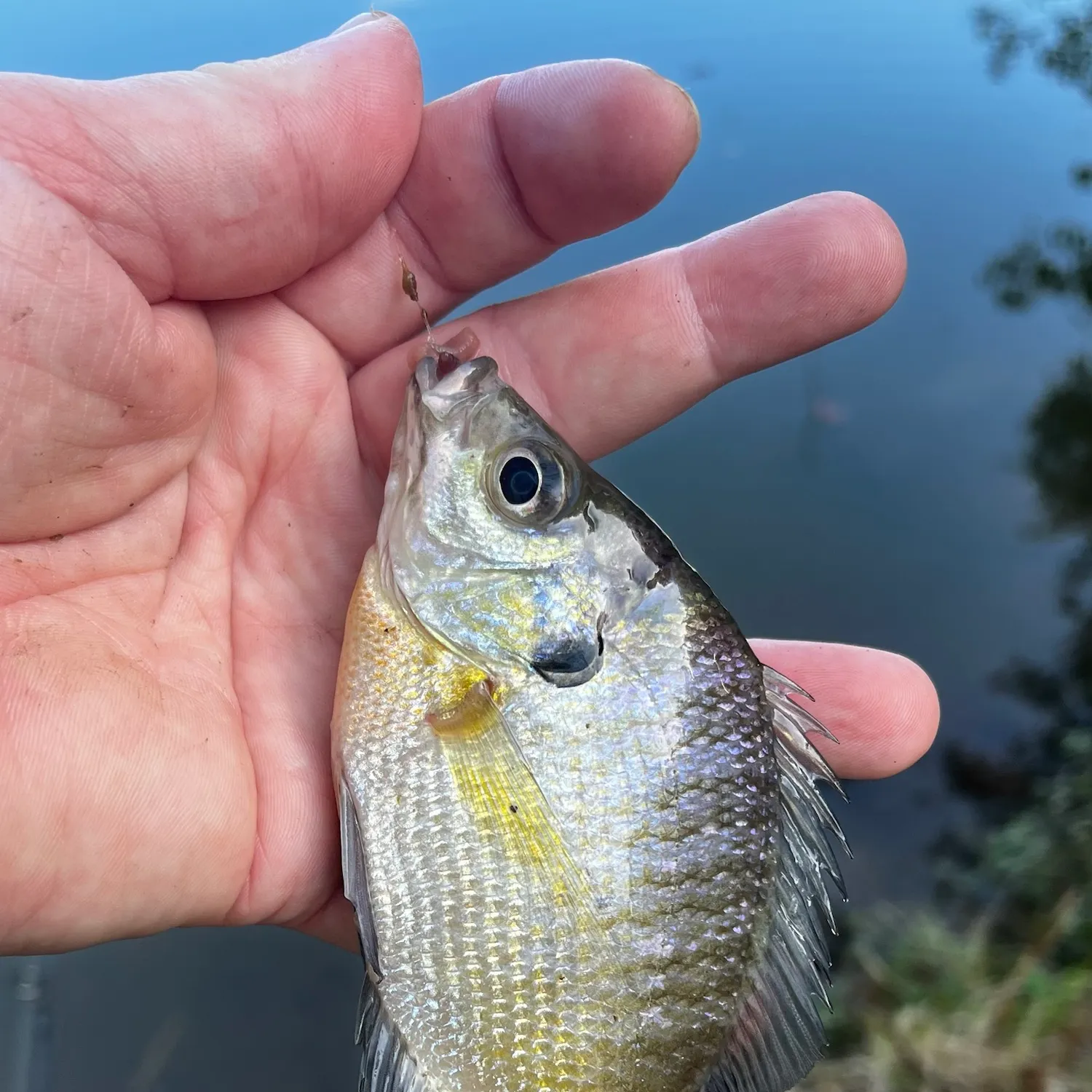 Bluegill caught on Fishbrain
