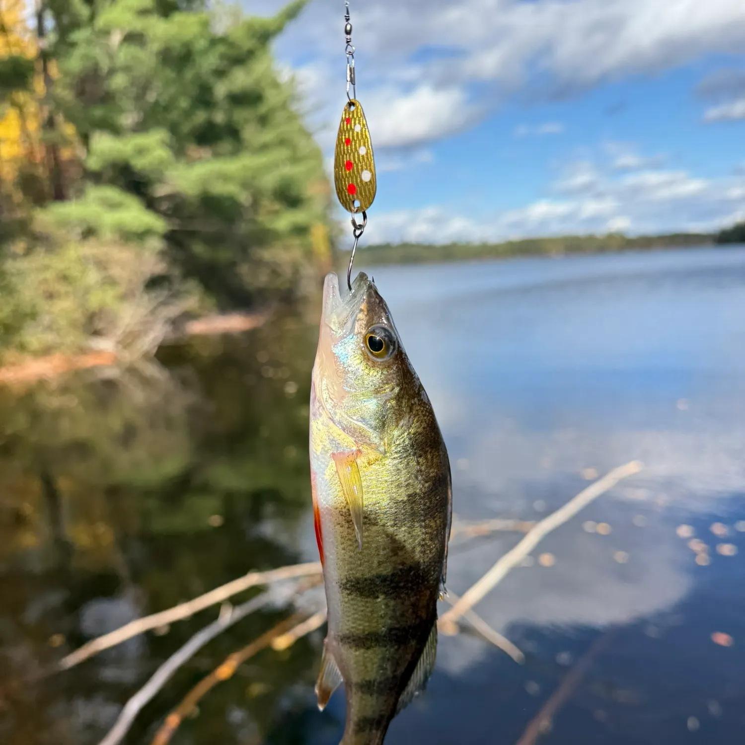 Yellow perch caught on Fishbrain
