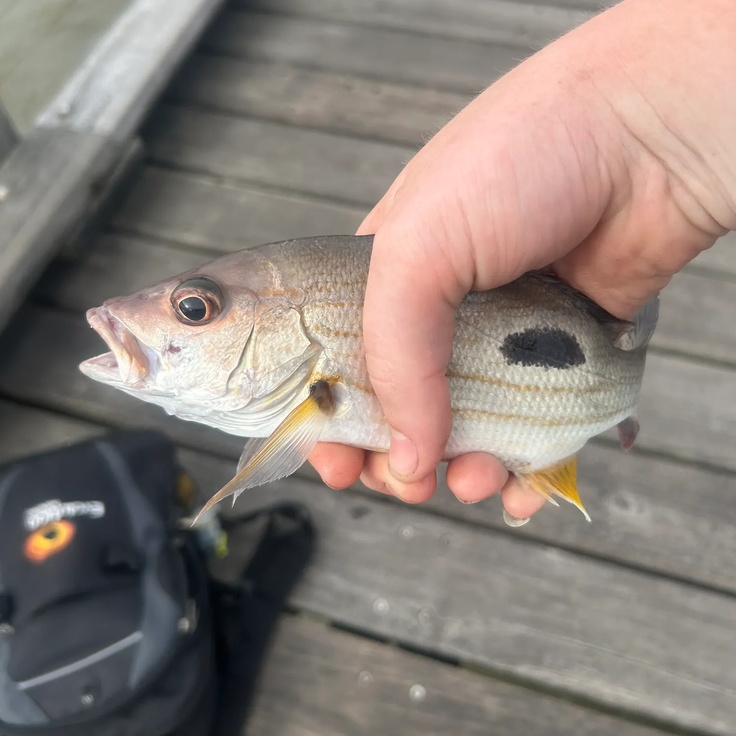 The most recent Moses perch catches on Fishbrain