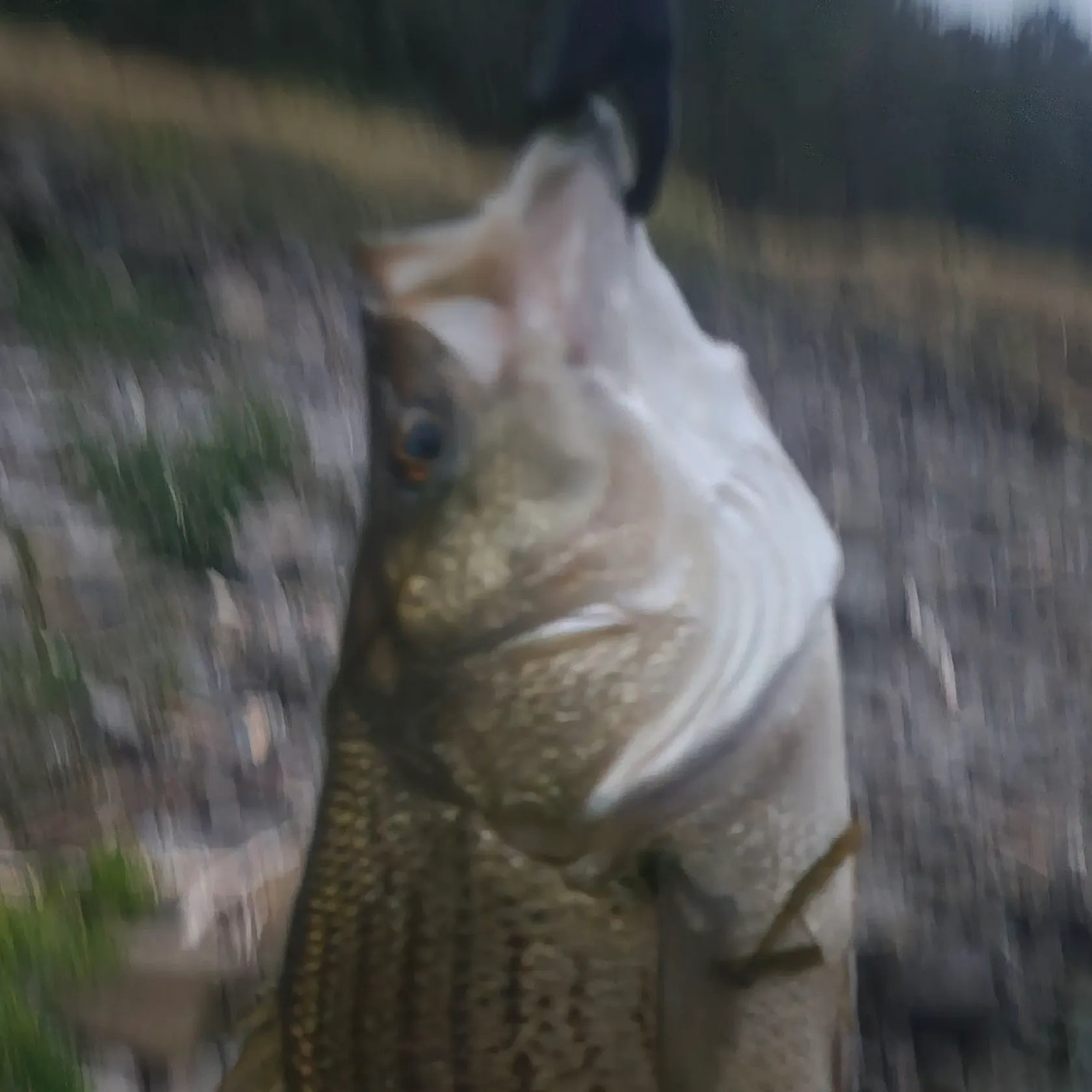 The most recent Wiper catches on Fishbrain