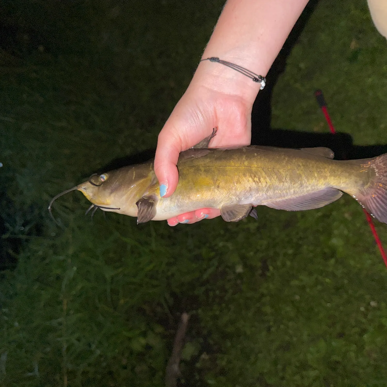 Brown bullhead caught on Fishbrain