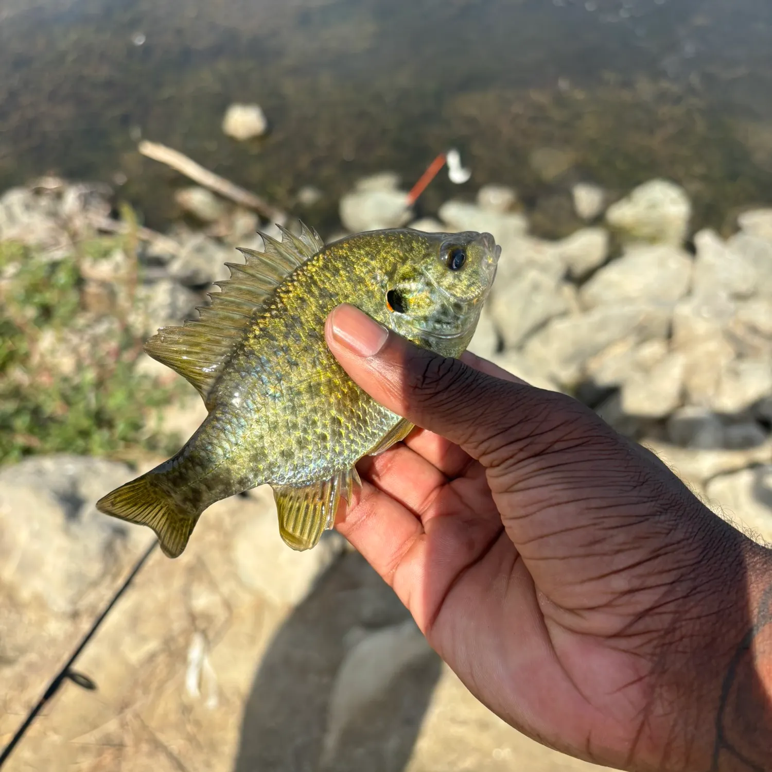 Redear sunfish caught on Fishbrain
