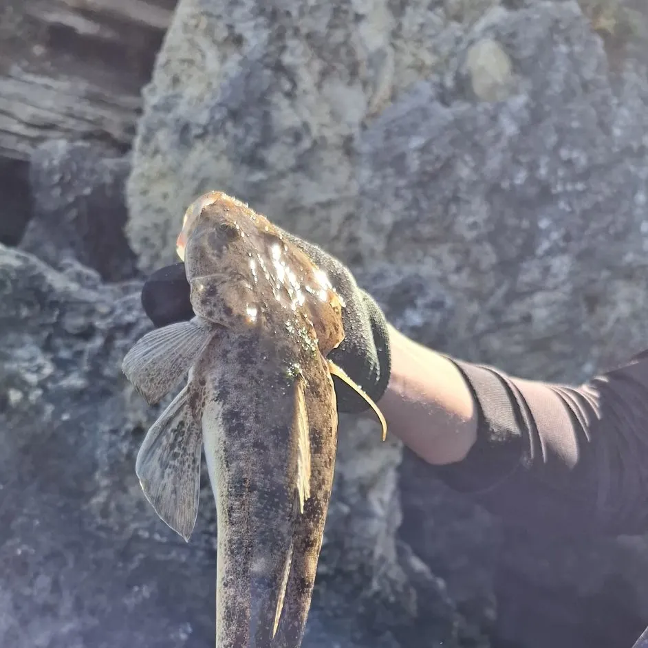 The most recent Bartail flathead catches on Fishbrain