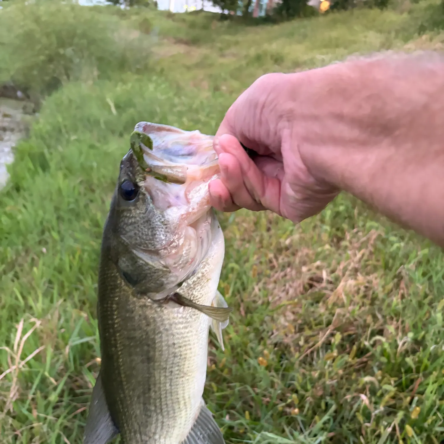 Largemouth bass caught on Fishbrain