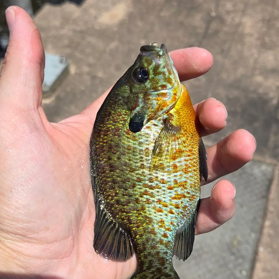 The most recent Pumpkinseed x redbreast sunfish catches on Fishbrain