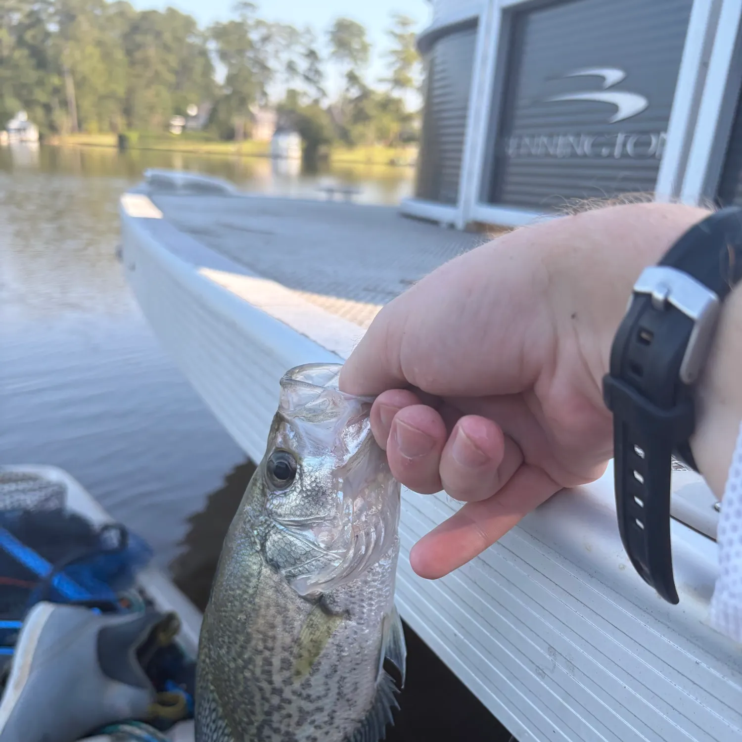 White crappie caught on Fishbrain