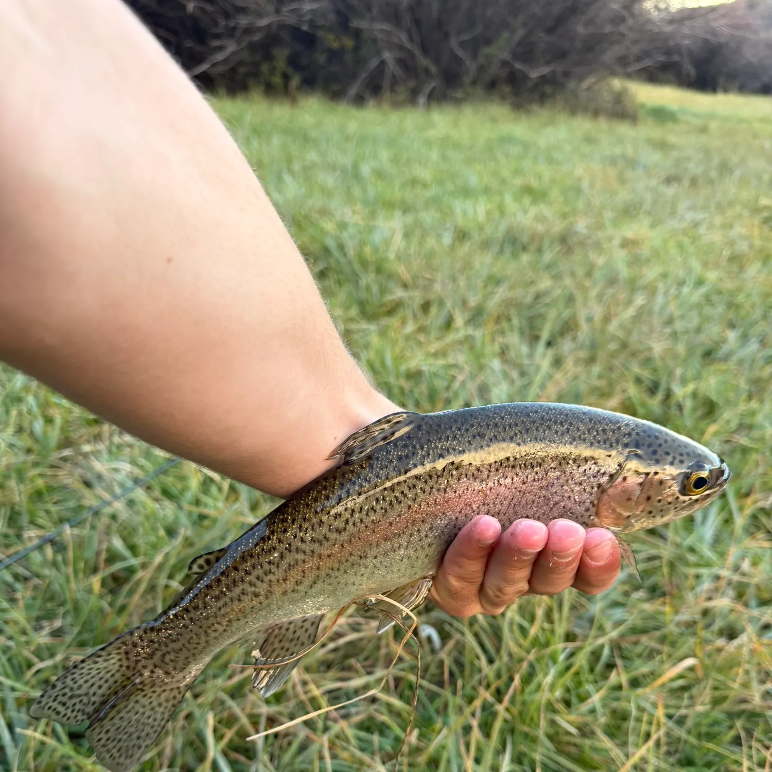 Rainbow trout caught on Fishbrain