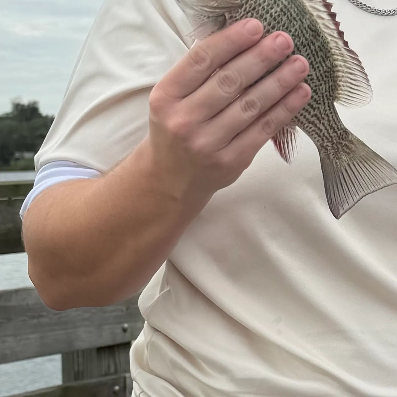Mangrove snapper caught on Fishbrain