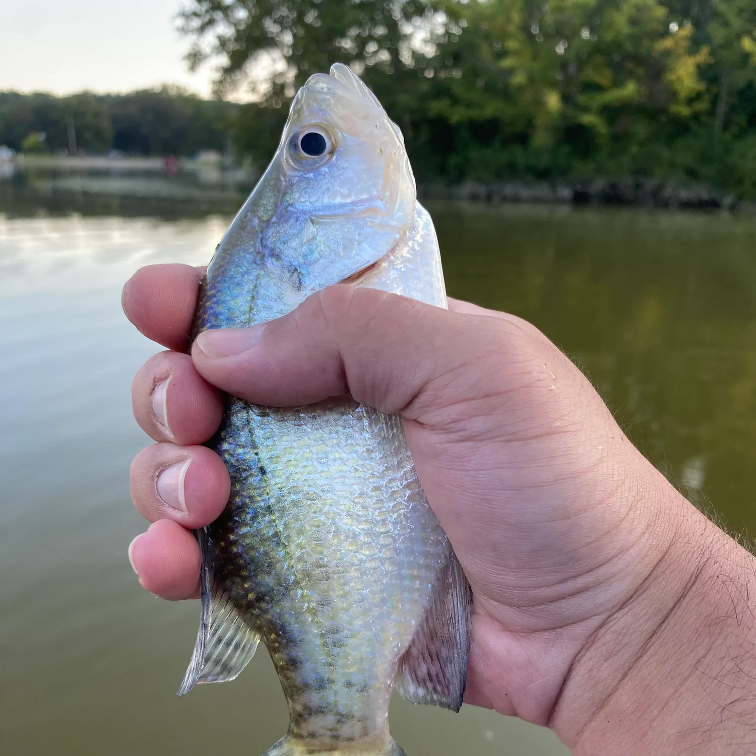 White crappie caught on Fishbrain