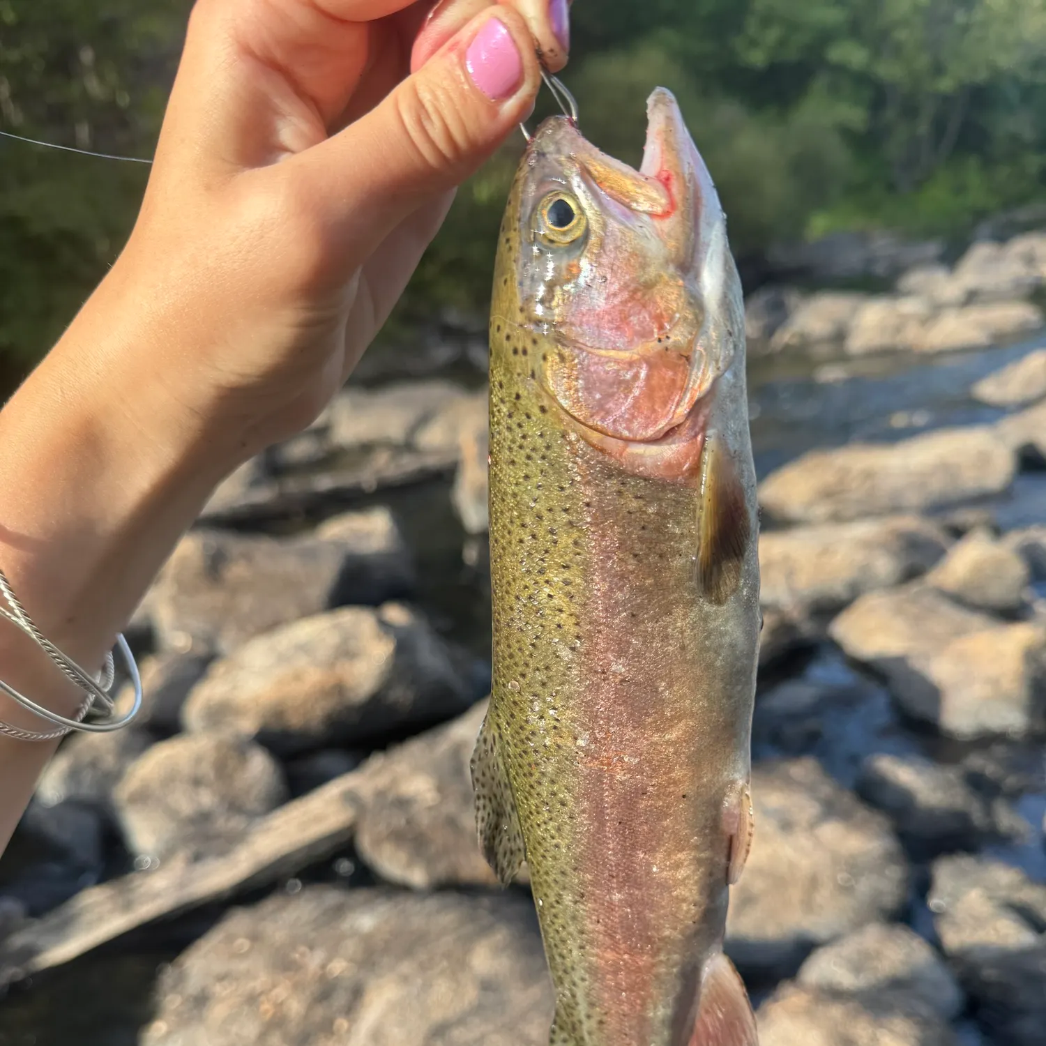 The most recent Rainbow trout catches on Fishbrain