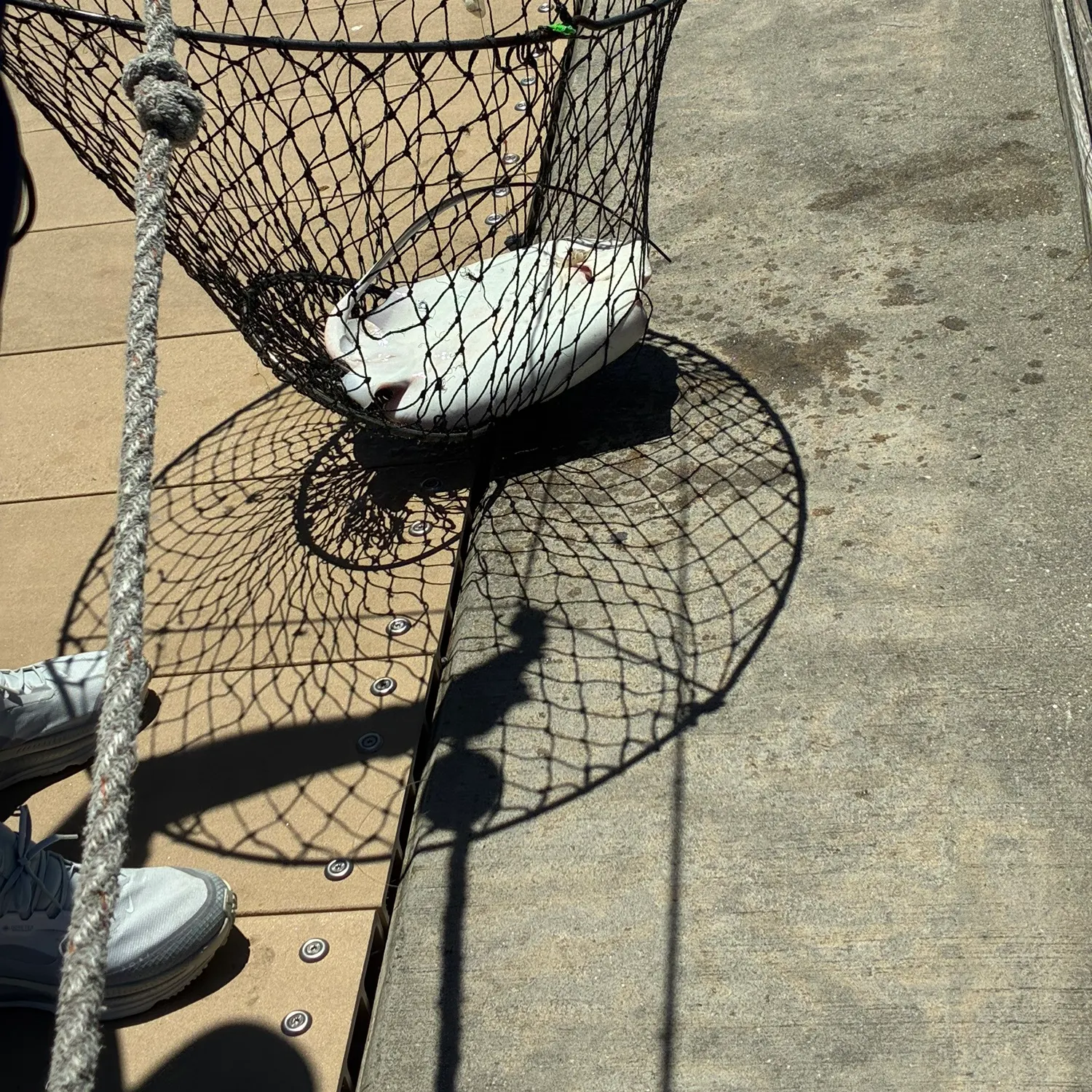 The most recent Sharpnose stingray catches on Fishbrain
