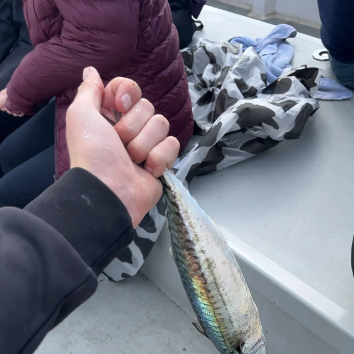 Atlantic mackerel caught on Fishbrain