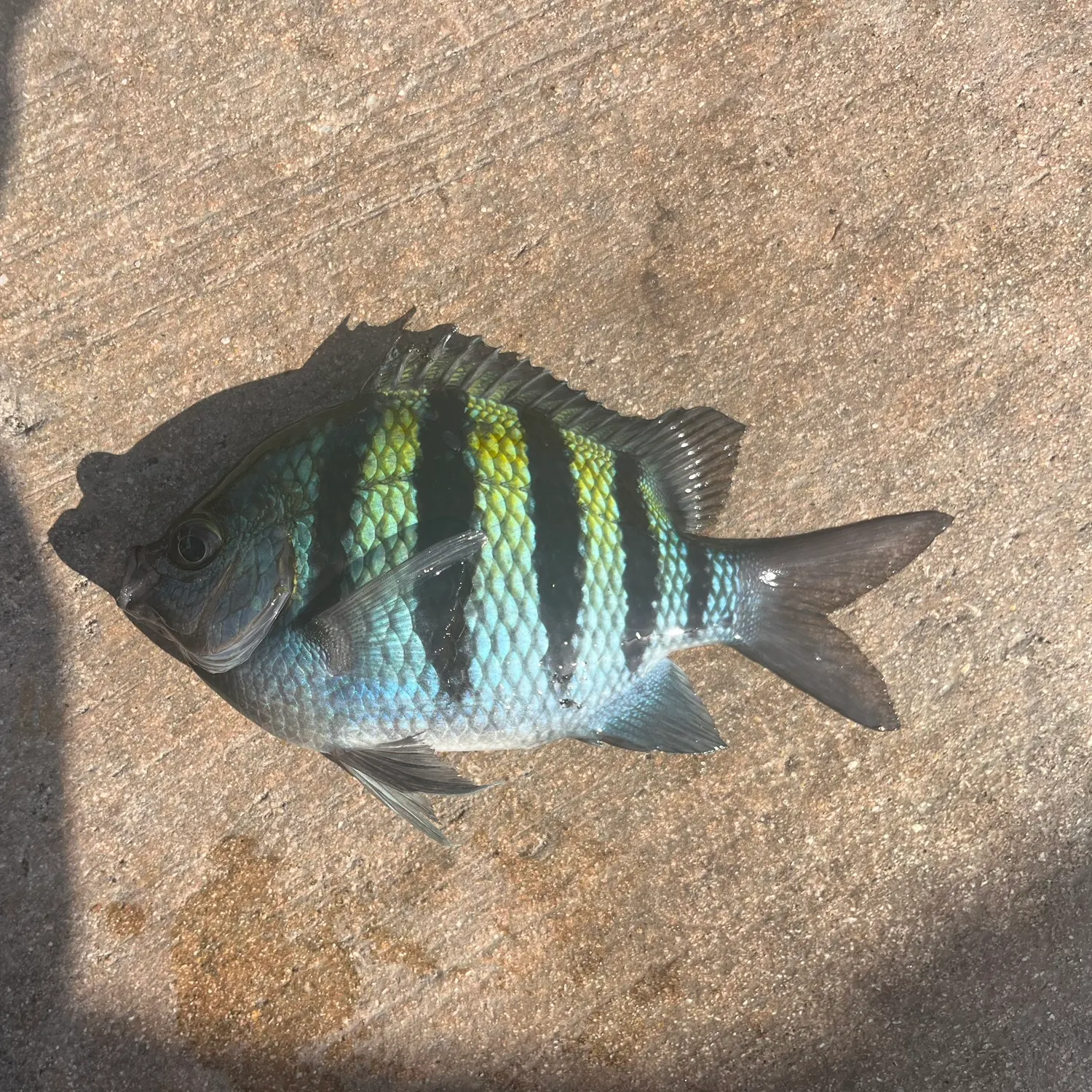 The most recent Sergeant-major catches on Fishbrain