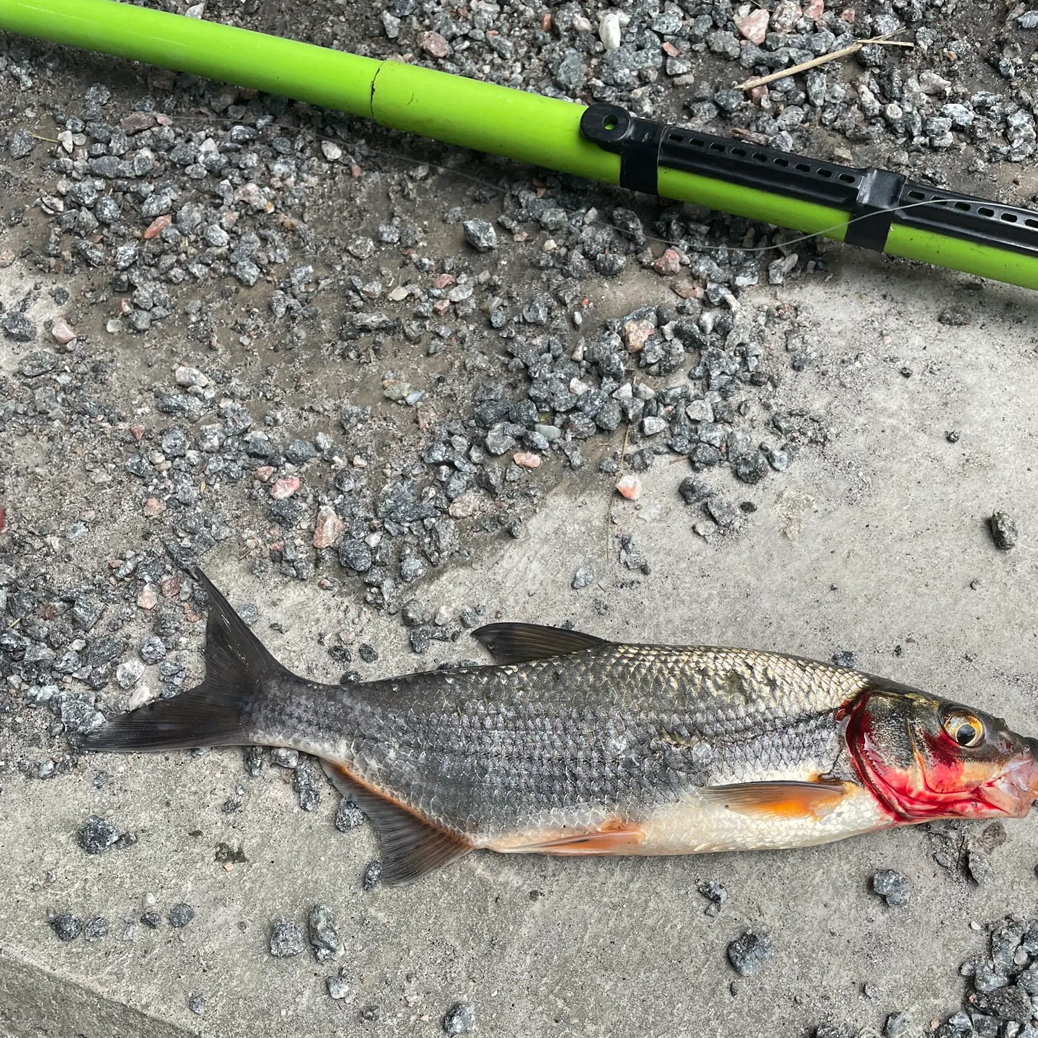 The most recent Vimba bream catches on Fishbrain