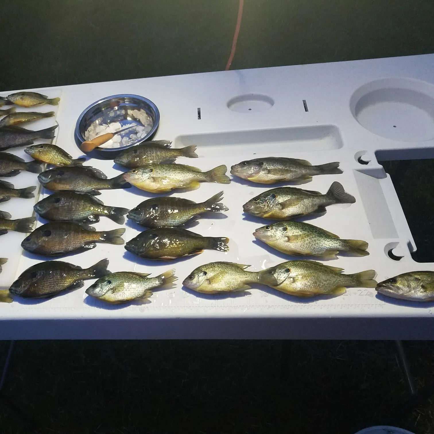 recently logged catches