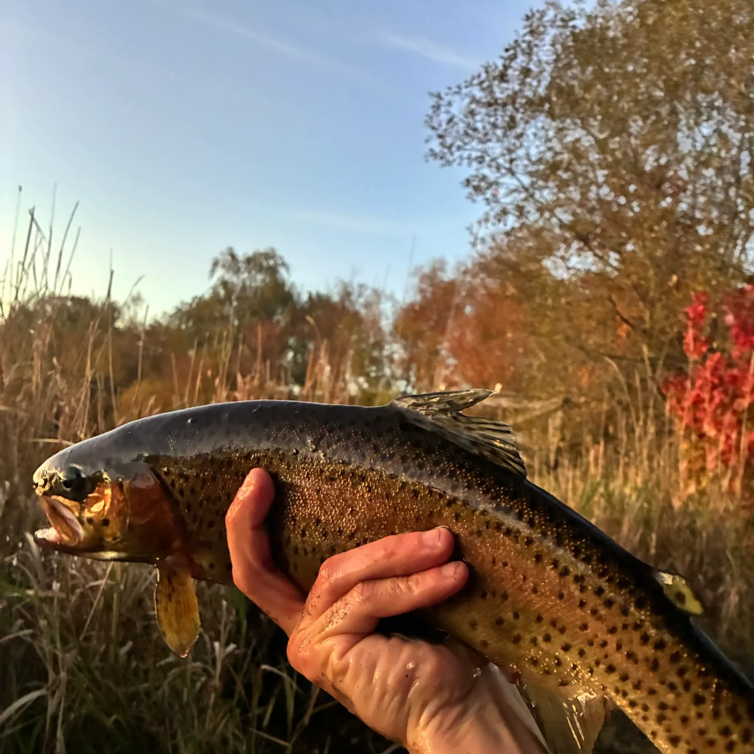 Rainbow trout caught on Fishbrain
