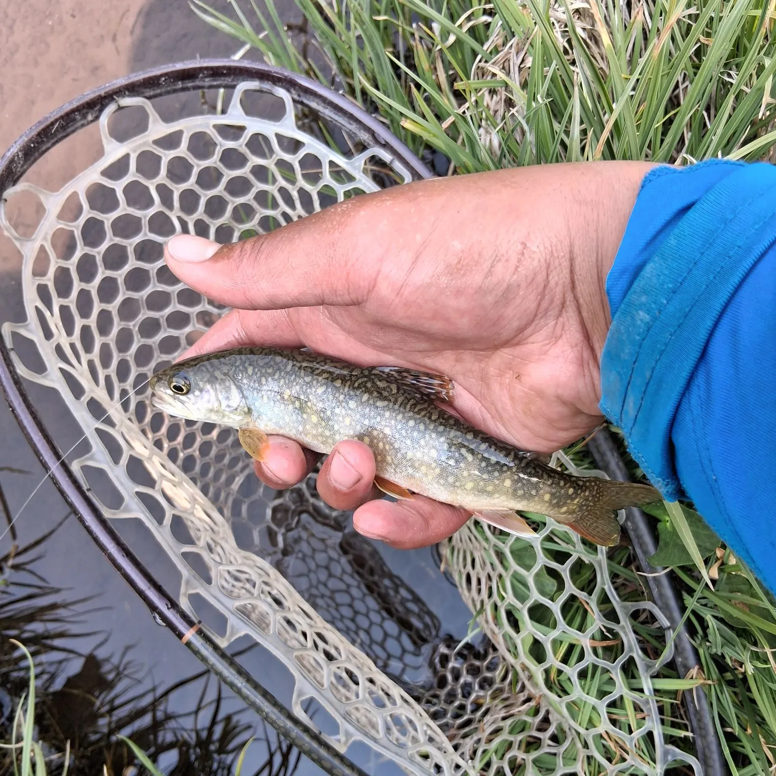 The most recent Splake catches on Fishbrain