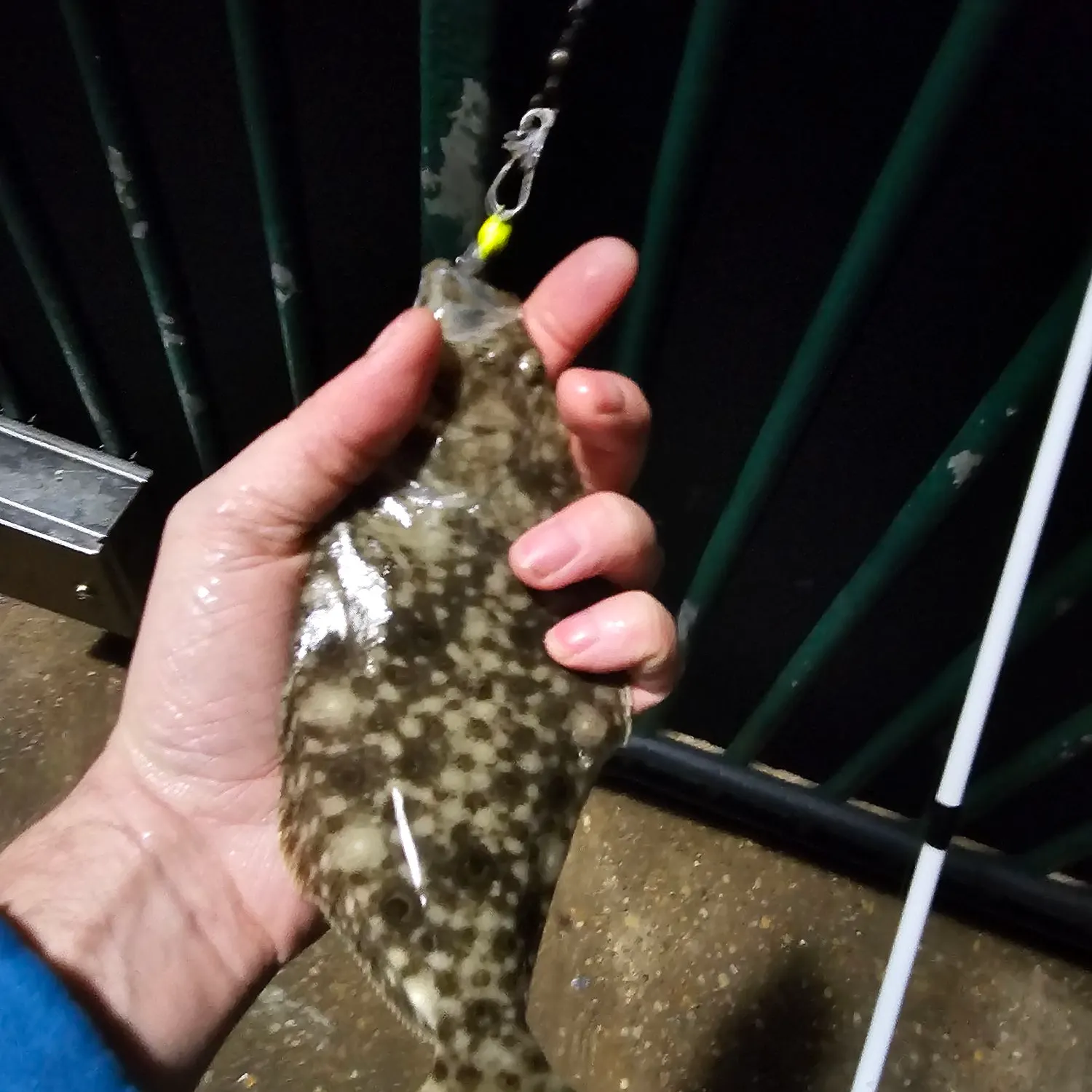 Summer flounder caught on Fishbrain