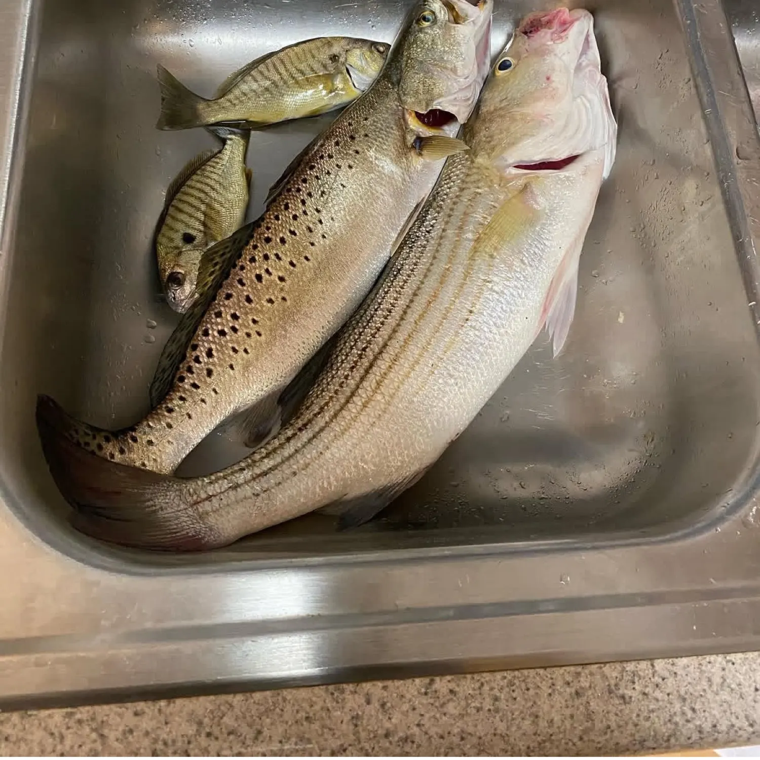recently logged catches