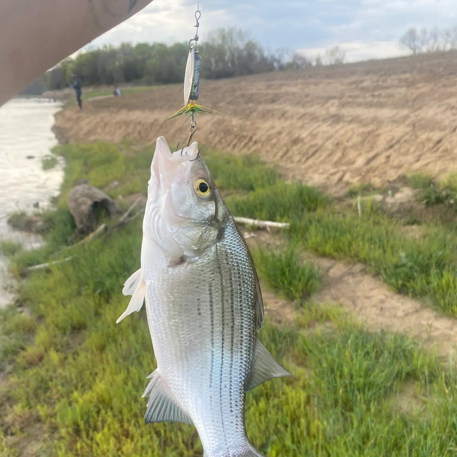 The most recent White bass catches on Fishbrain