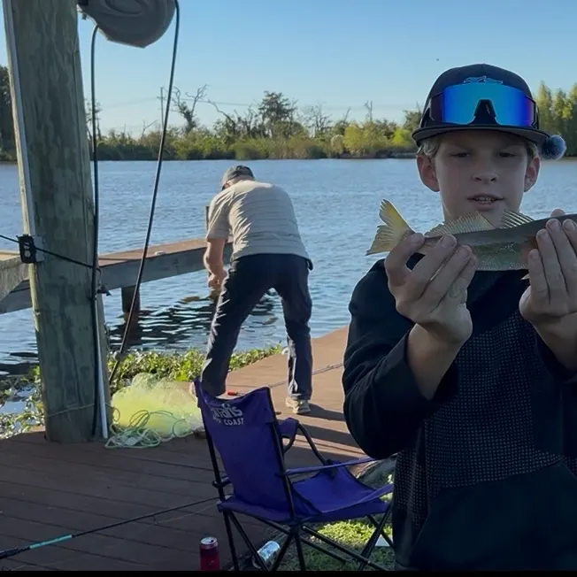 The most recent Sand seatrout catches on Fishbrain