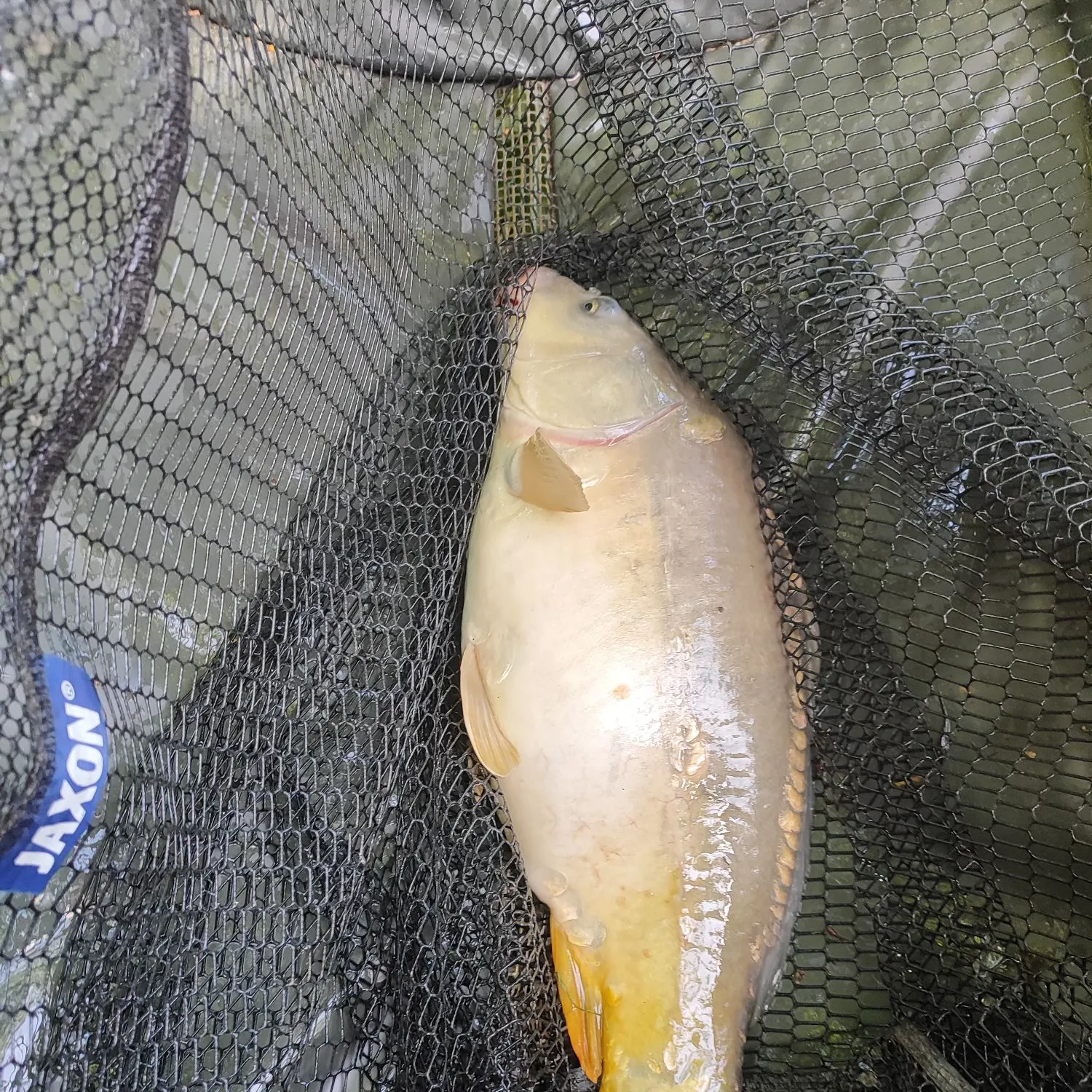 The most recent Mirror carp catches on Fishbrain