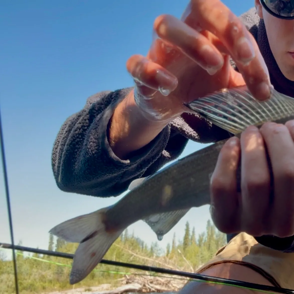 Arctic grayling caught on Fishbrain