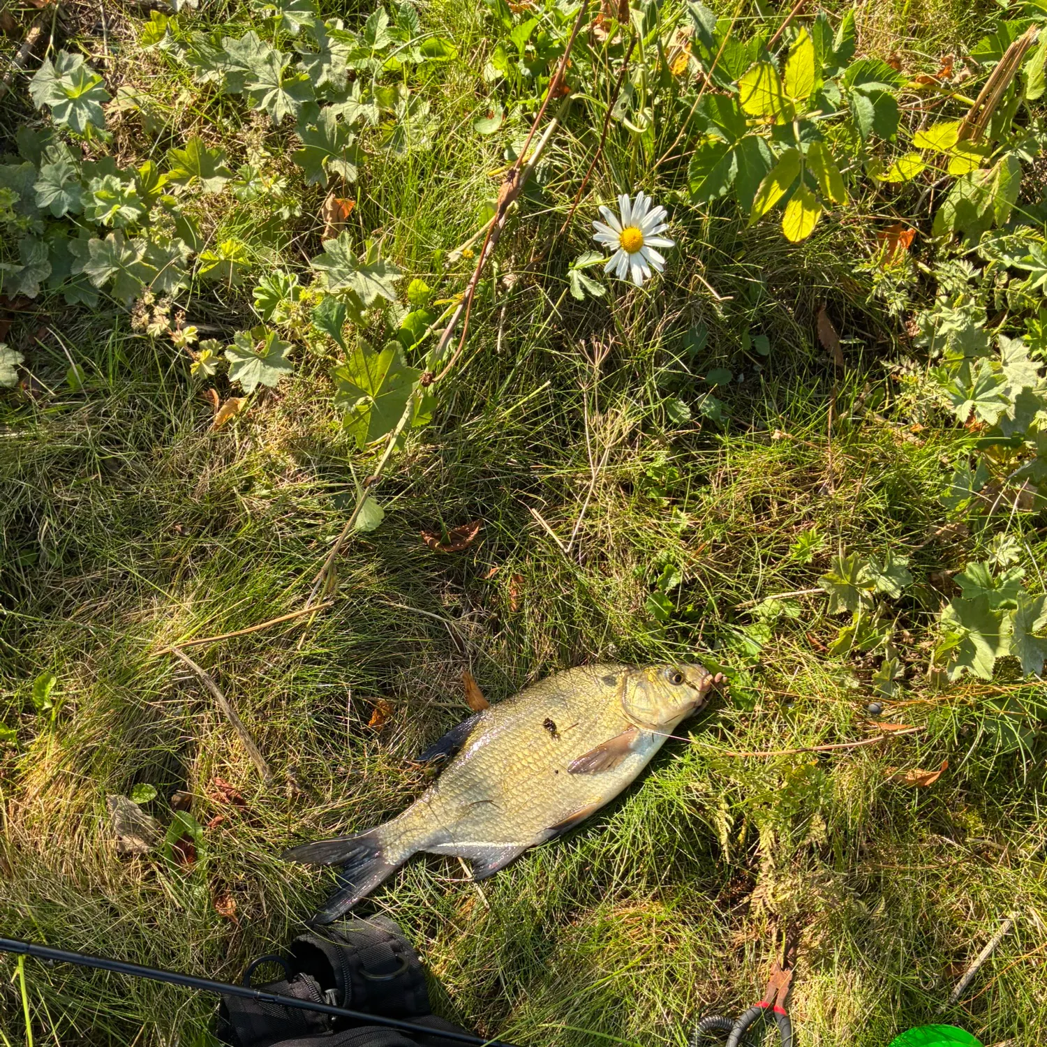 Common bream caught on Fishbrain