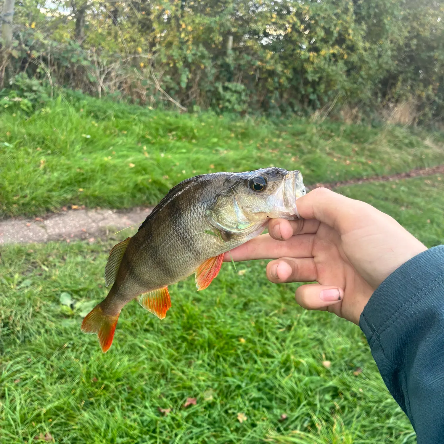 European perch caught on Fishbrain