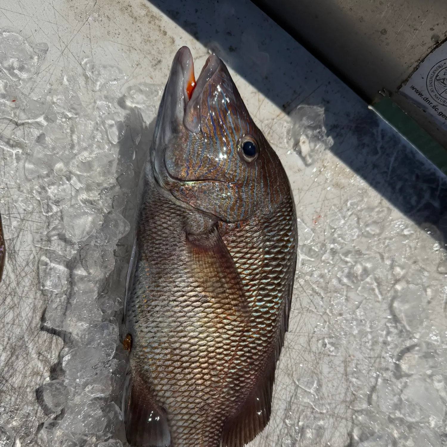 White grunt caught on Fishbrain