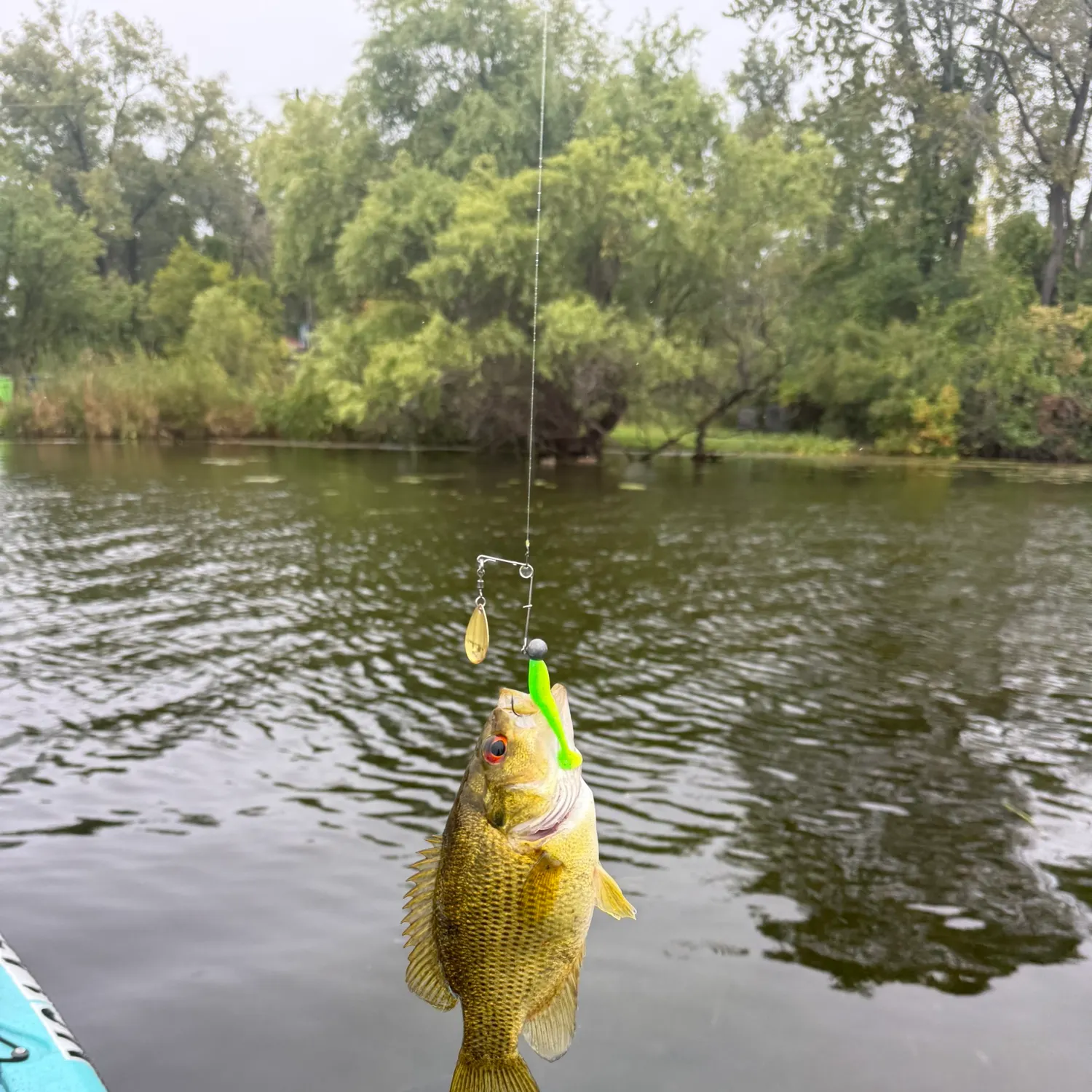 Rock bass caught on Fishbrain