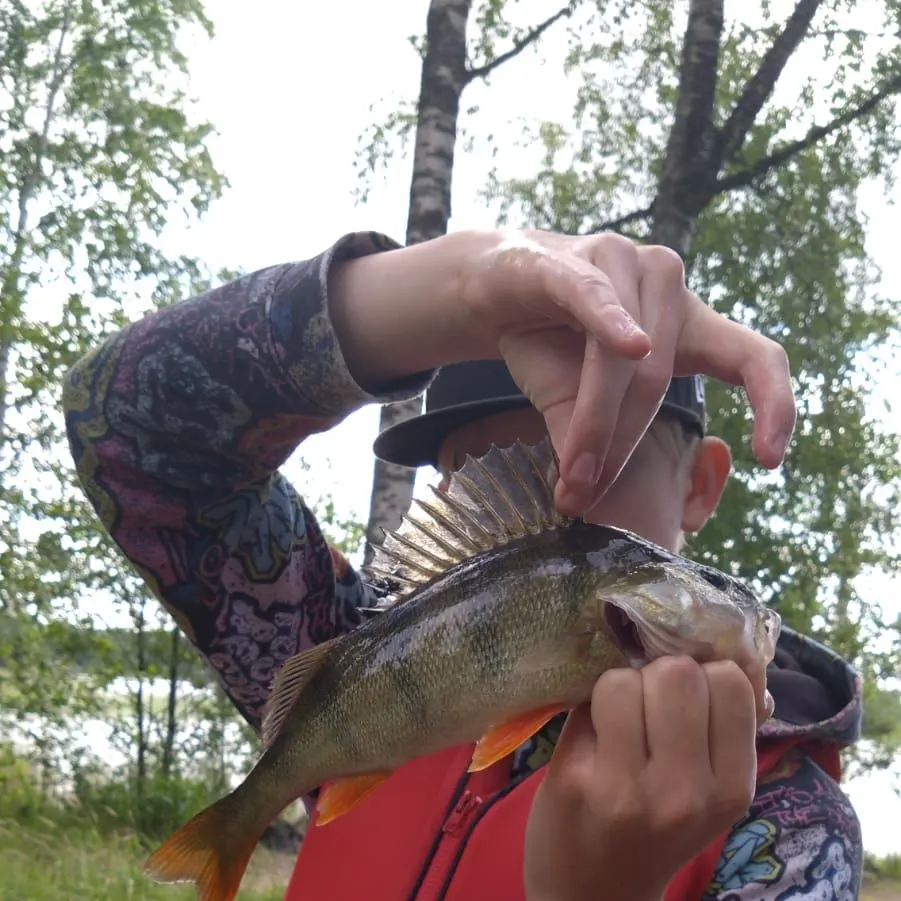 The most recent European perch catches on Fishbrain
