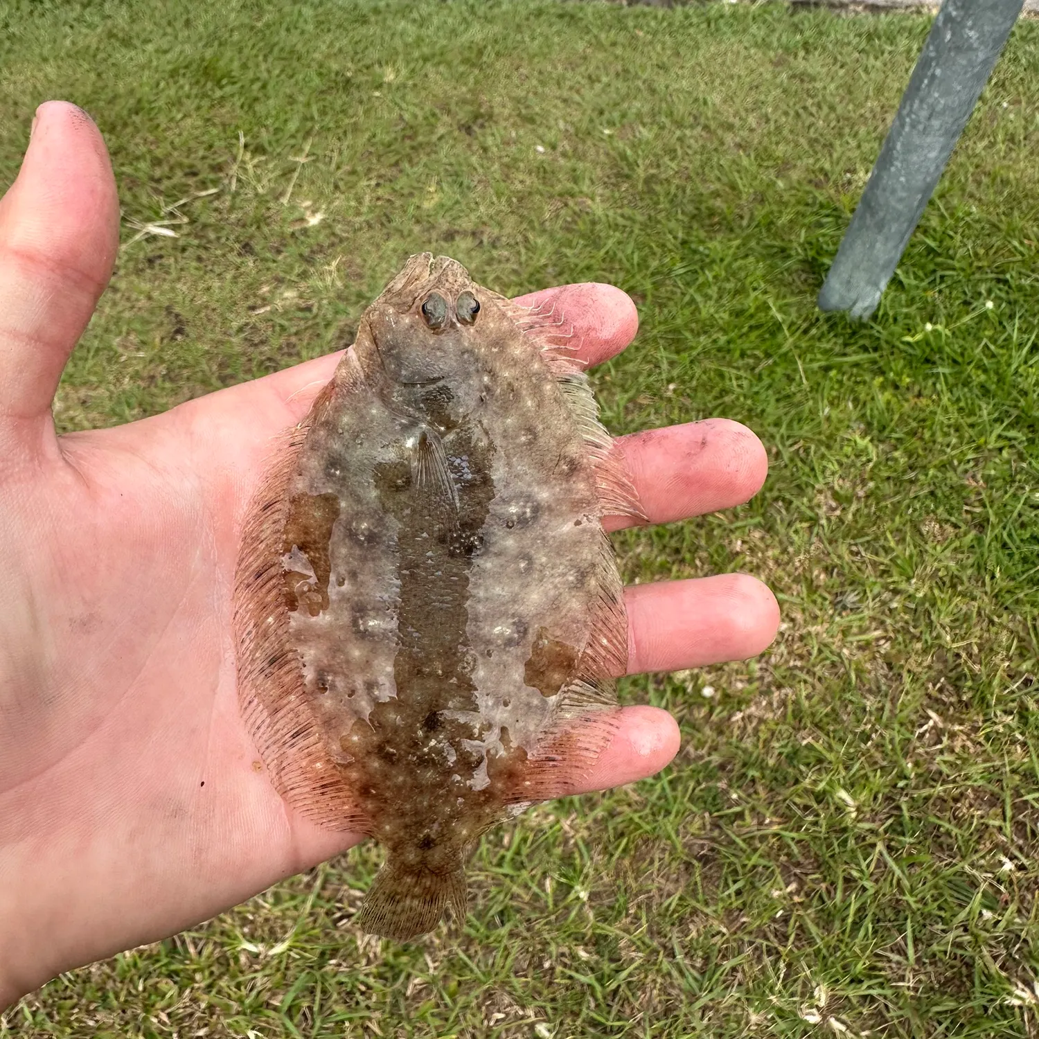 Summer flounder caught on Fishbrain