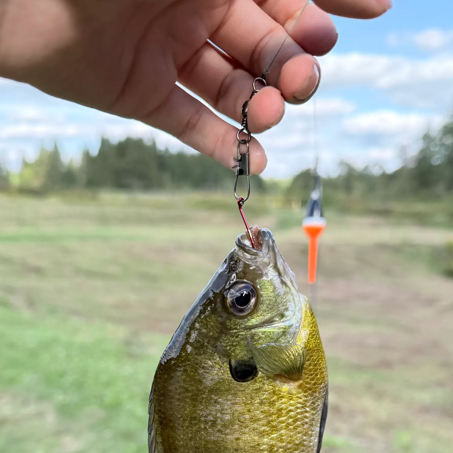 Bluegill caught on Fishbrain