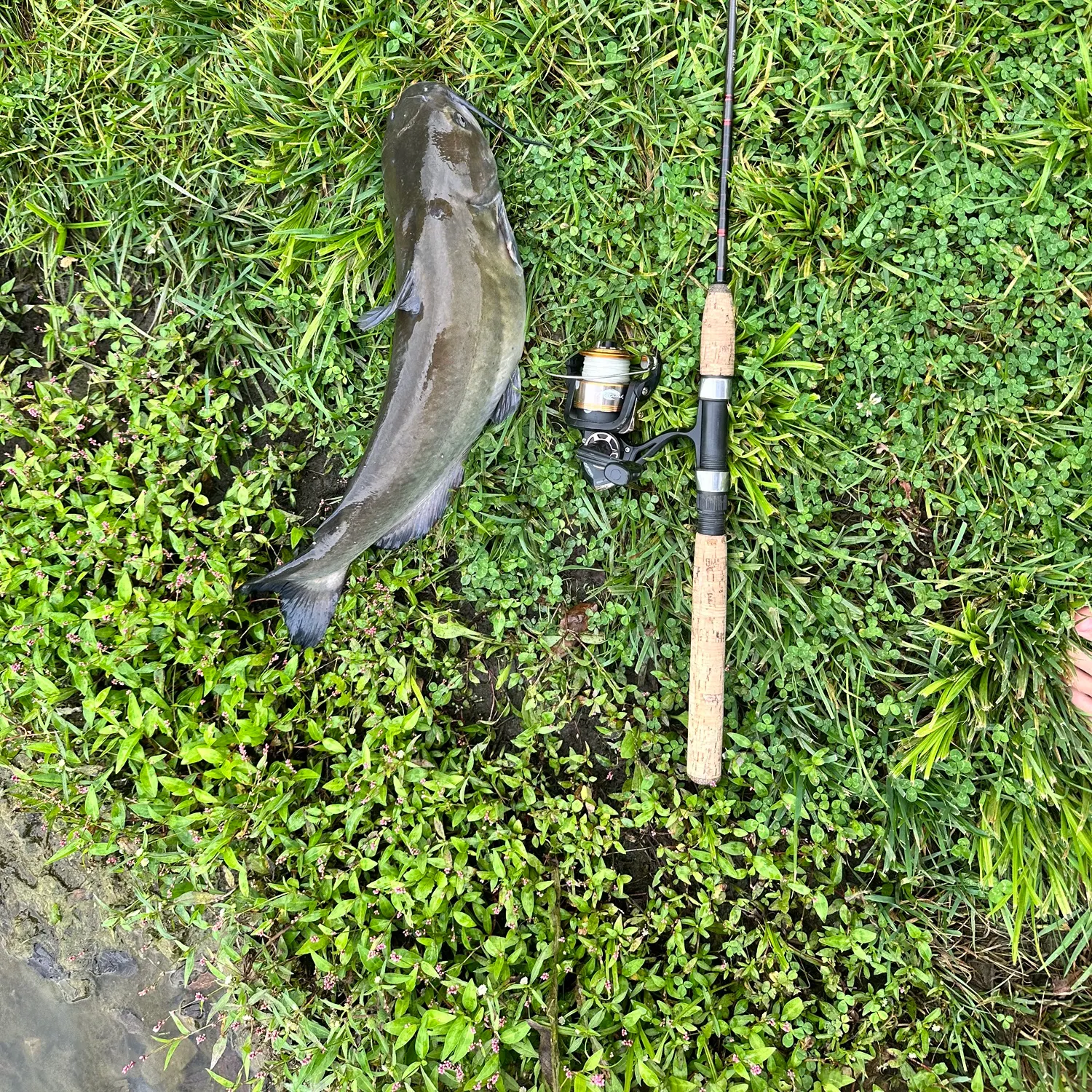 Channel catfish caught on Fishbrain