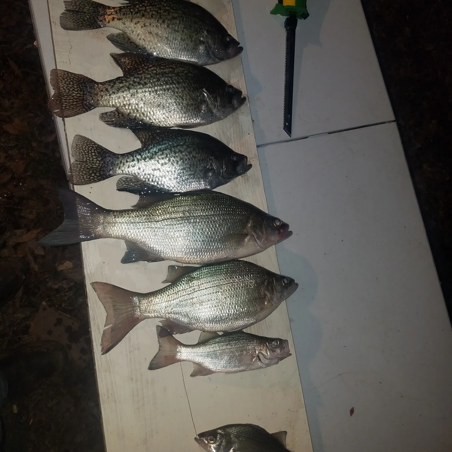 recently logged catches