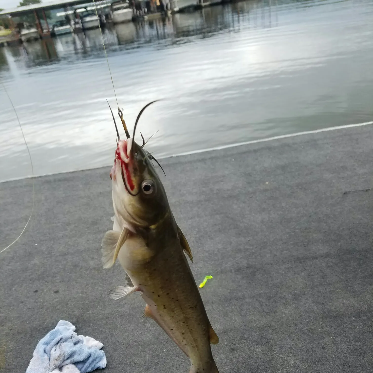 recently logged catches