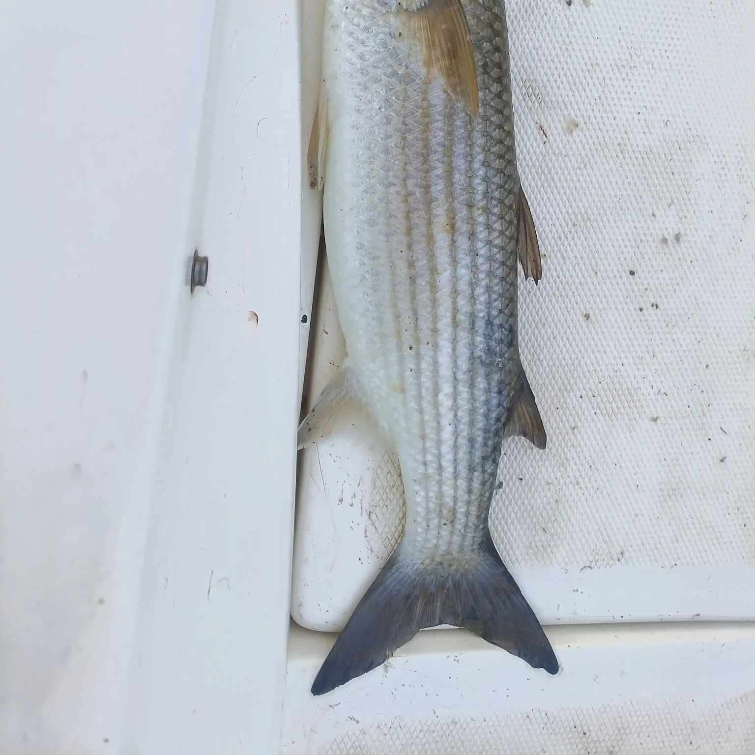 Thicklip grey mullet caught on Fishbrain