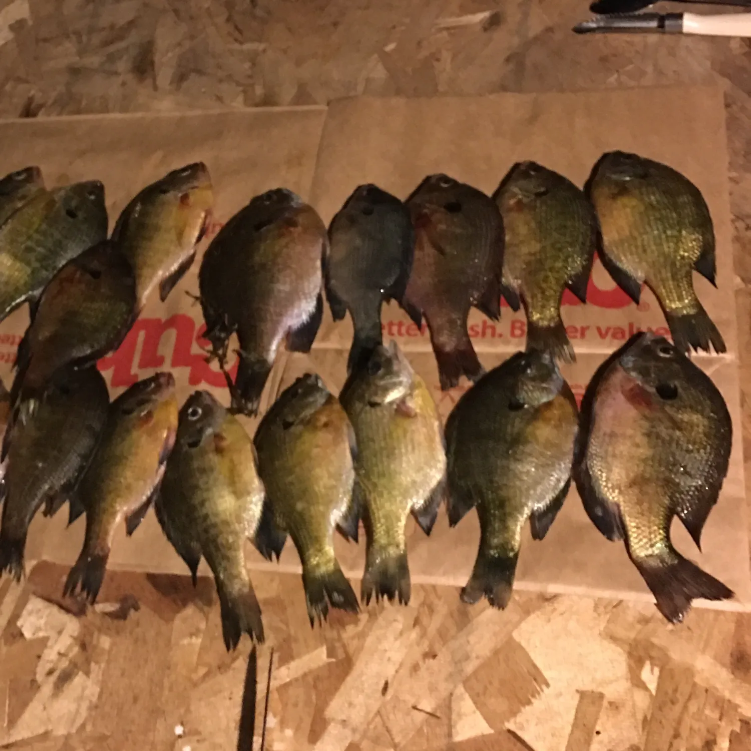 recently logged catches