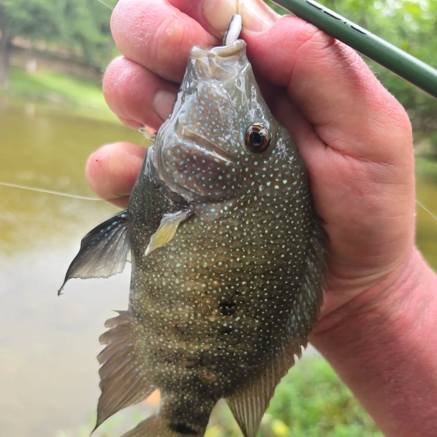 Rio Grande cichlid caught on Fishbrain
