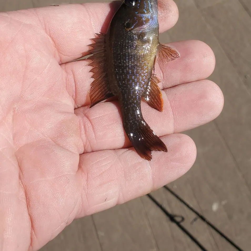 Green sunfish caught on Fishbrain