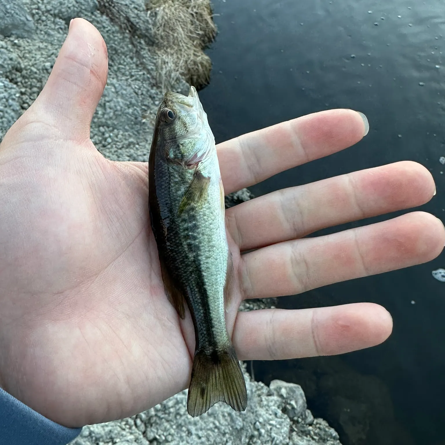 The most recent Common shiner catches on Fishbrain