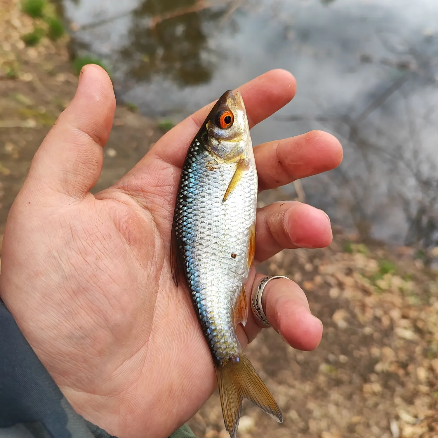 The most recent Common roach catches on Fishbrain
