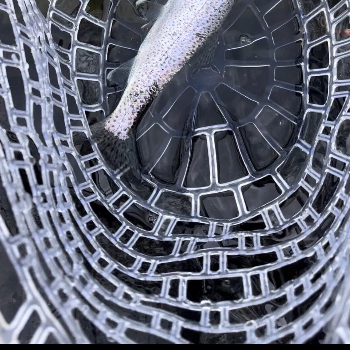The most recent Coastal cutthroat trout catches on Fishbrain