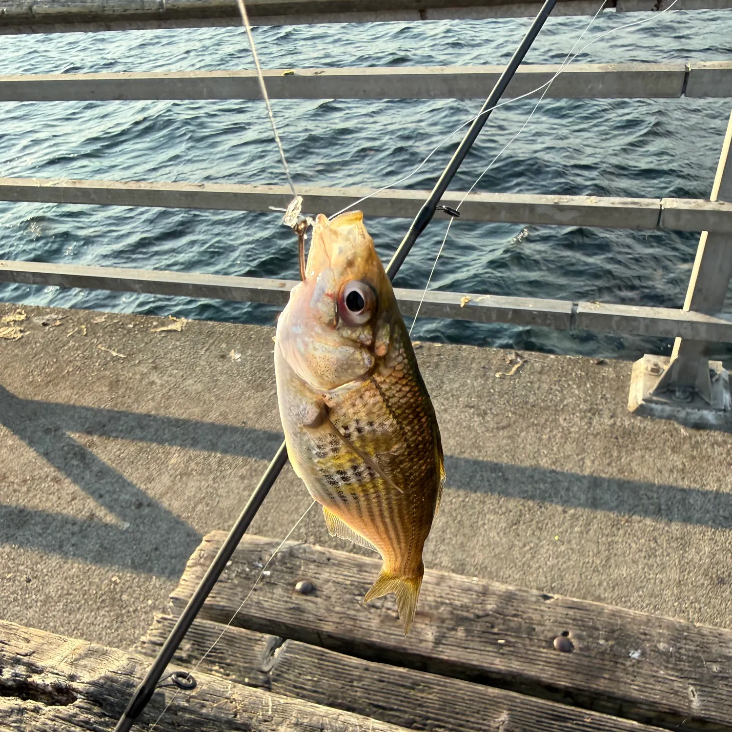 Shiner perch caught on Fishbrain