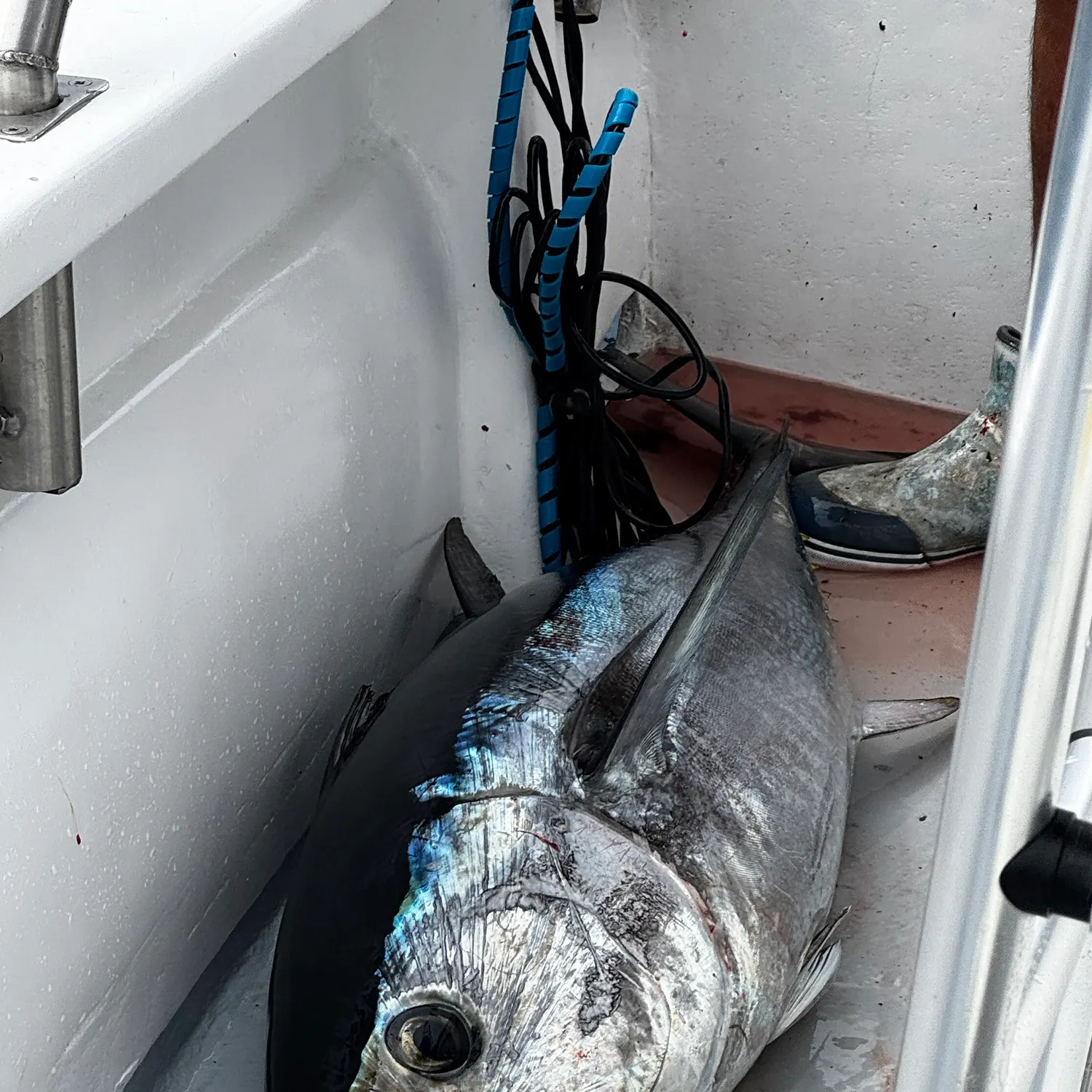 The most recent Atlantic bluefin tuna catches on Fishbrain