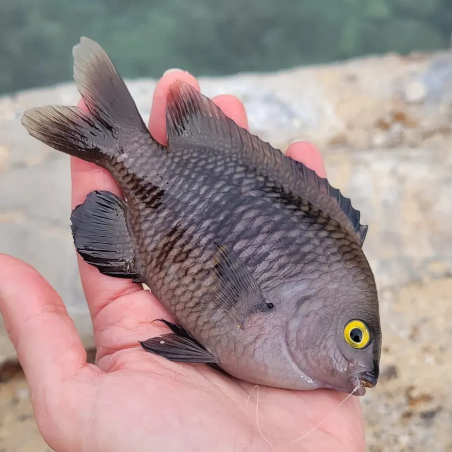The most recent Honeycomb filefish catches on Fishbrain