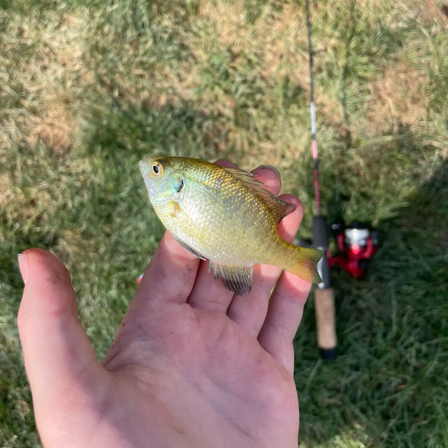 Fish caught on Fishbrain