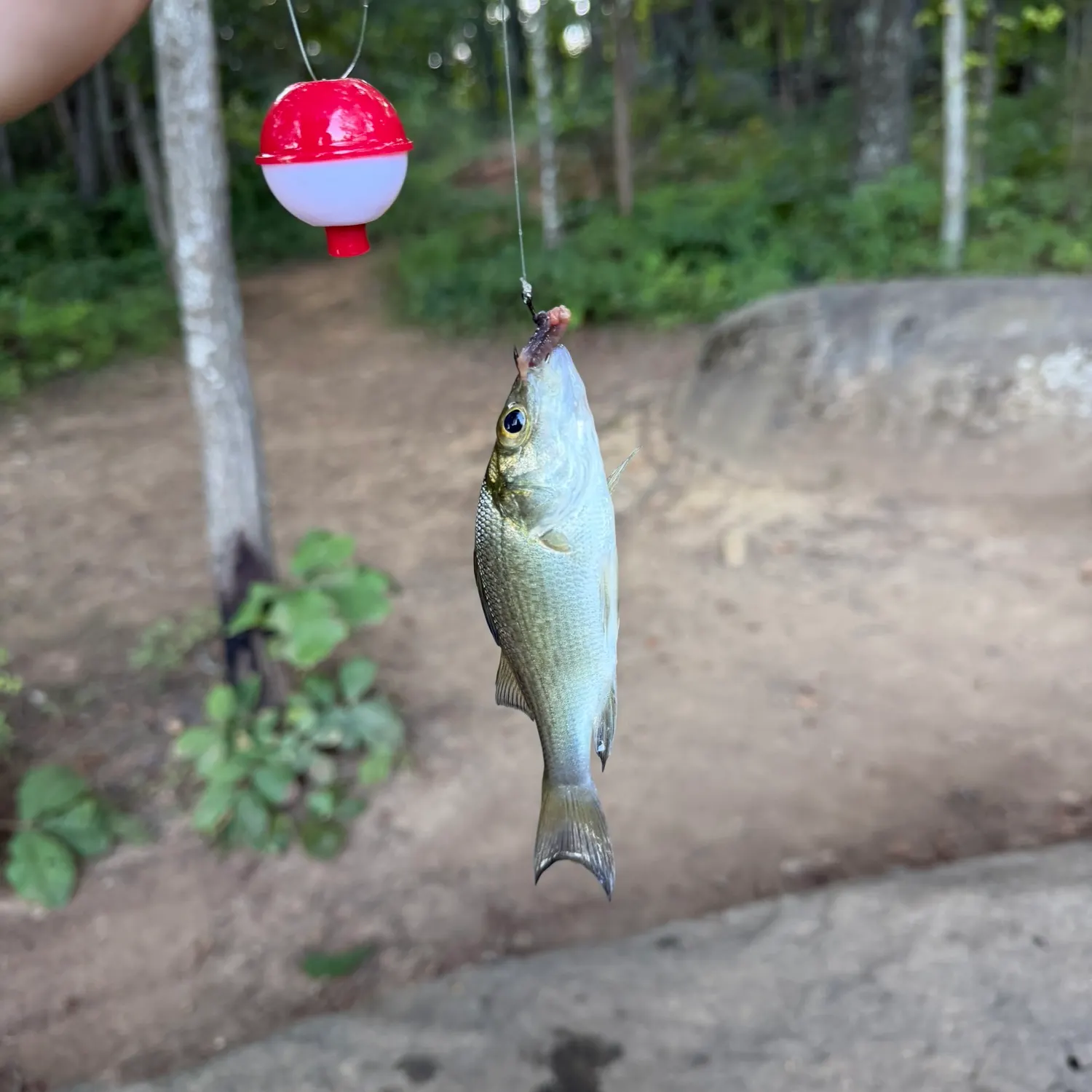 White perch caught on Fishbrain